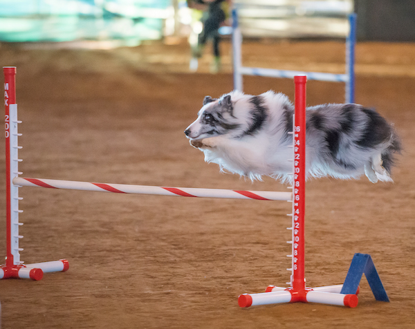 CiscoAgility1