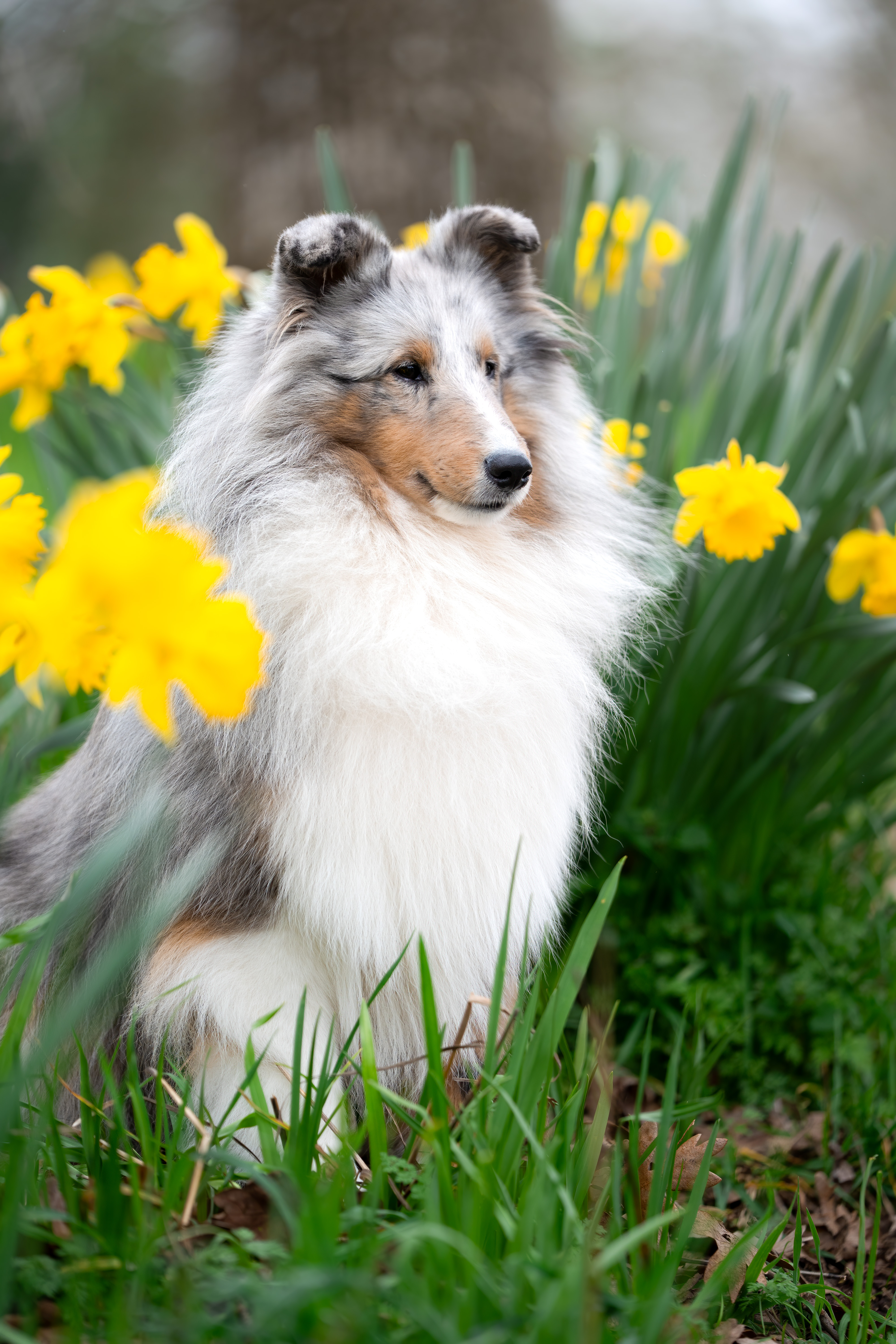 Sheltie DSC04431-Edit Sheltie DSC04431-Edit
